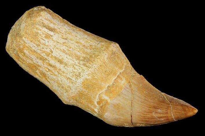 Fossil Rooted Mosasaur Tooth - Morocco #117049